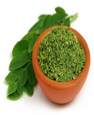 moringa dryleaves
